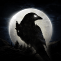 NIGHT CROWS